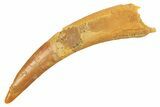 Fossil Pterosaur (Siroccopteryx) Tooth - Morocco #298580-1